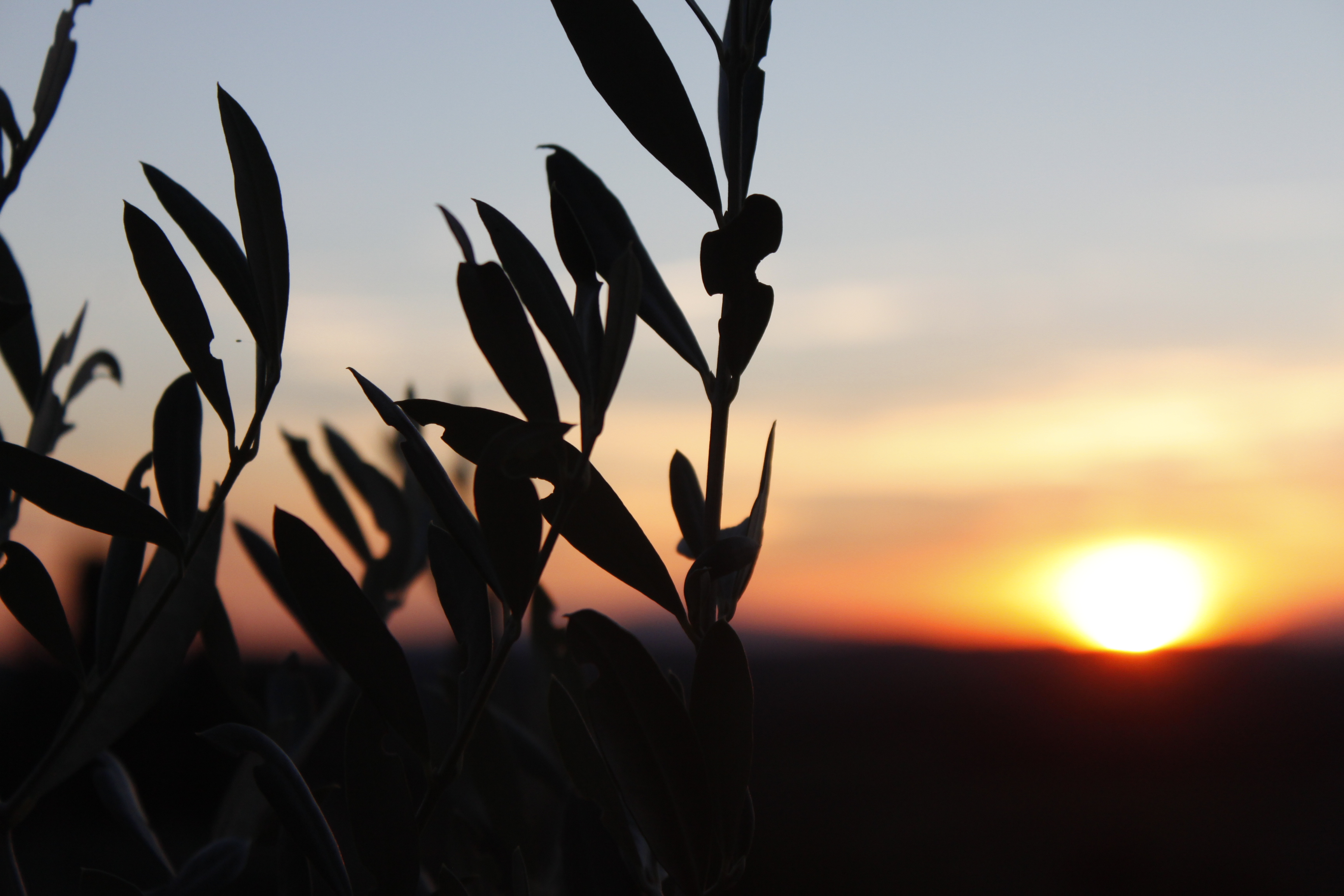 Image of a plant with a blurred sunset behind it